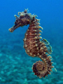   Another seahorse. Taken april presented VODAN. Olympus SP350 internal strobe lens 1250s f7.1 ISO200 seahorse VODAN 1/250s, 1250s, 250s, f/7.1, f/71, f/7 1, f7.1, 7.1,  